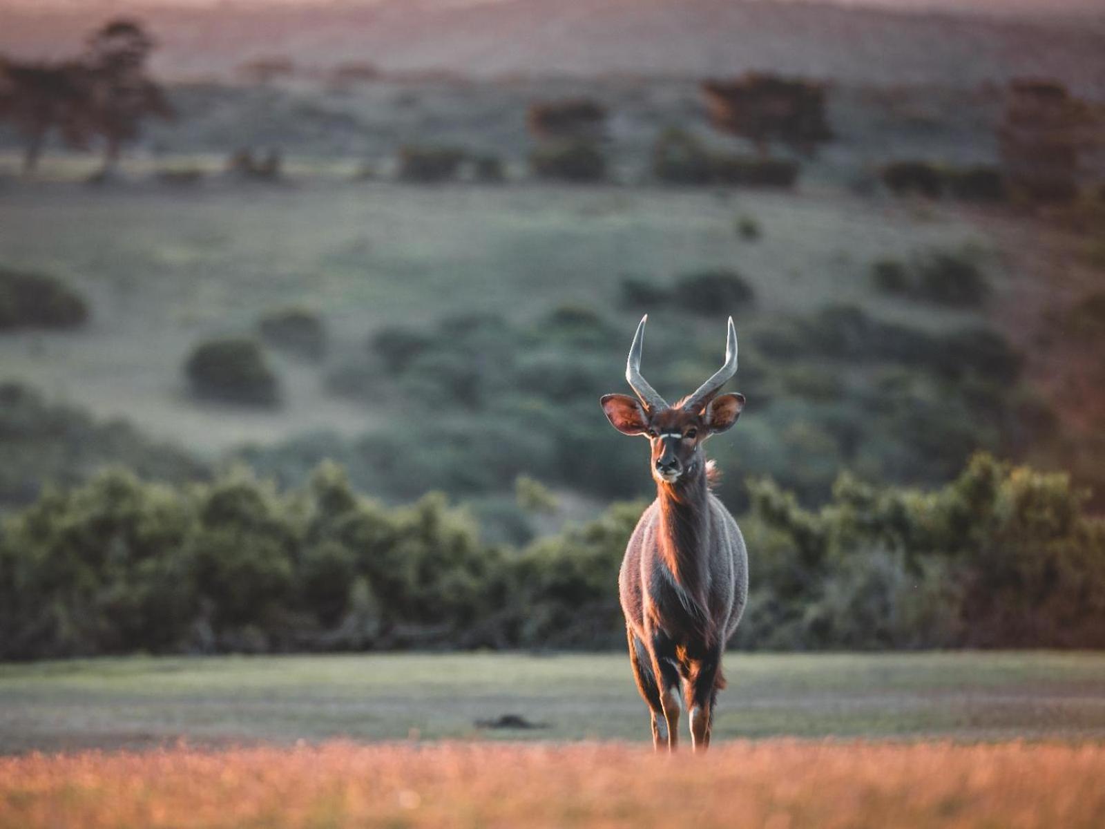 Umbono Private Game Lodge Alexandria  Eksteriør bilde