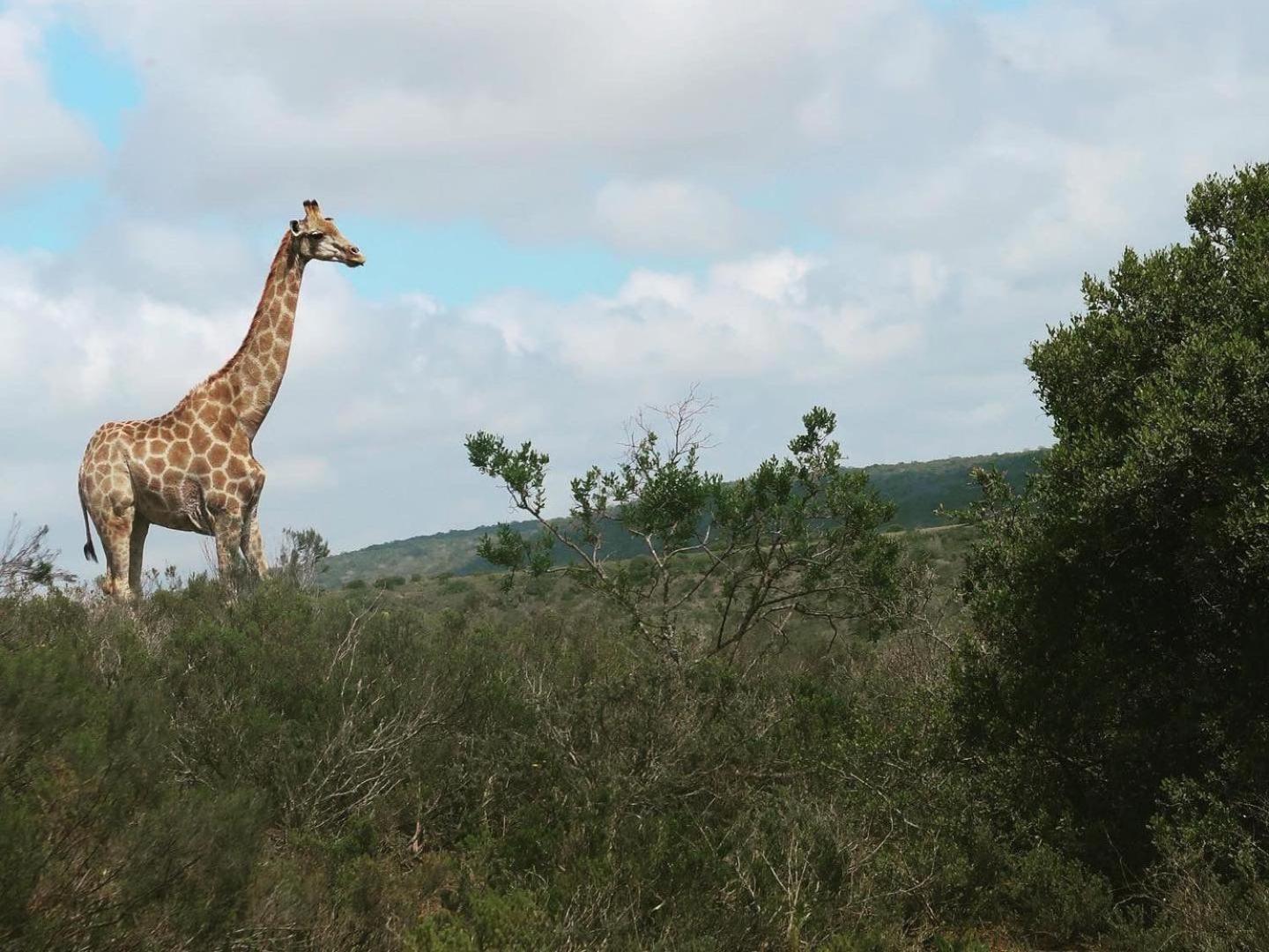 Umbono Private Game Lodge Alexandria  Eksteriør bilde